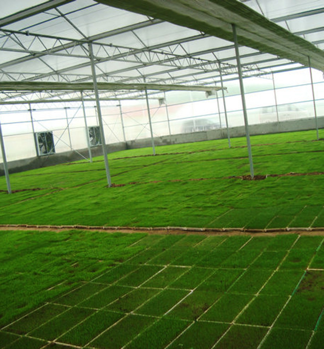 大棚蔬菜育苗09